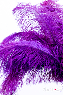 Autruche - 30-40 cm - aubergine-violet